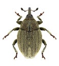 Beetle Sibinia pellucens Royalty Free Stock Photo