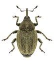 Beetle Sibinia pellucens Royalty Free Stock Photo