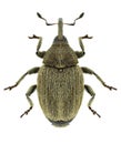 Beetle Sibinia pellucens