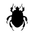 Beetle Silhouette Royalty Free Stock Photo