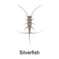 Beetle silverfish vector icon.Realistic vector icon isolated on white background beetle silverfish. Royalty Free Stock Photo