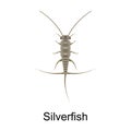 Beetle silverfish vector icon.Realistic vector icon isolated on white background beetle silverfish.