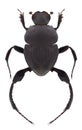 Beetle Sisyphus schaefferi Royalty Free Stock Photo
