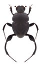 Beetle Sisyphus schaefferi Royalty Free Stock Photo