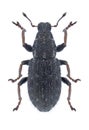 Beetle Sitona hispidulus