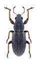 Beetle Sitona languidus