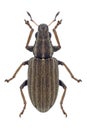 Beetle Sitona lineatus