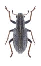 Beetle Sitona macularius