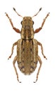 Beetle Sitona macularius
