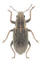 Beetle Sitona puncticollis