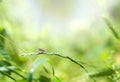 beetle sits on a blade of grass Royalty Free Stock Photo