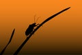 Beetle sits on a blade of grass on a sunset background Royalty Free Stock Photo