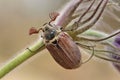 Male Cockchafer,  Melolonta  , also known as the may beetle. Royalty Free Stock Photo