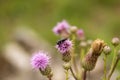 Beetle sitting on a flower on a summer day