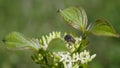 A beetle sits on a flowering Royalty Free Stock Photo