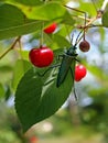 Beetle is sitting on a branch cherries tree near