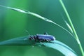 beetle sitting on a leaf of grass in the forrest green background