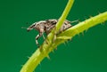 Beetle sitting on twig Royalty Free Stock Photo