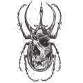 Beetle with skull