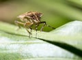 Beetle skunk in nature. macro Royalty Free Stock Photo