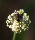 Beetle skunk in nature. macro Royalty Free Stock Photo