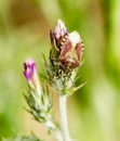 Beetle skunk in nature. macro Royalty Free Stock Photo