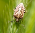 Beetle skunk in nature. macro Royalty Free Stock Photo