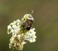 Beetle skunk in nature. macro Royalty Free Stock Photo