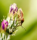 Beetle skunk in nature. macro Royalty Free Stock Photo