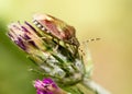 Beetle skunk in nature. macro Royalty Free Stock Photo