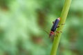 Beetle soldier beetle on a grass. Royalty Free Stock Photo