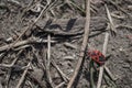 Beetle soldier or firebug on the ground