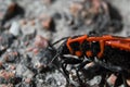 Beetle soldier or firebug in macro with blurred background. Eyes, head in focus and body in red and black colors with dots. Photo Royalty Free Stock Photo