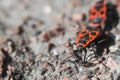 Beetle soldier or firebug in macro with blurred background. Eyes, head in focus and body in red and black colors with dots. Photo Royalty Free Stock Photo