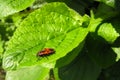 Beetle-soldier sits on a freshly unfolded leaf