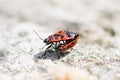 The fire beetle has a rich red color and mates with the female. Soldier beetle spring reproduction of insects. Royalty Free Stock Photo