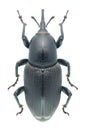 Beetle Sphenophorus abbreviatus Royalty Free Stock Photo