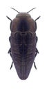Beetle Sphenoptera antiqua Royalty Free Stock Photo