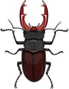 Beetle stag, Lucanus cervus Royalty Free Stock Photo