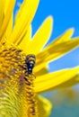 A beetle on a suflower Royalty Free Stock Photo