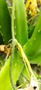 beetle in summerbeetle in summer on aloe vera tree