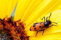 Beetle on sunflower Royalty Free Stock Photo