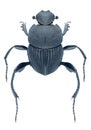 Beetle Sysiphus schaefferi Royalty Free Stock Photo