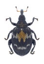 Beetle Tachyerges salicis