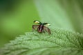 Beetle takes off close-up. The beetle with open wings is ready to fly. Chrysolina fastuosa on a green background on a leaf, macro