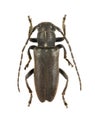 Beetle Thyestilla gebleri (female) Royalty Free Stock Photo