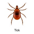 Beetle tick vector icon.Realistic vector icon isolated on white background beetle tick.