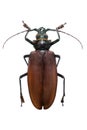 Beetle Titanus giganteus m Royalty Free Stock Photo