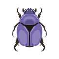 Beetle. Top view. Can Be Used As Insect Symbols. Isolated on a white background. Royalty Free Stock Photo