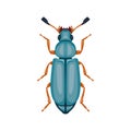 Beetle. Top view. Can Be Used As Insect Symbols. Isolated on a white background. Royalty Free Stock Photo